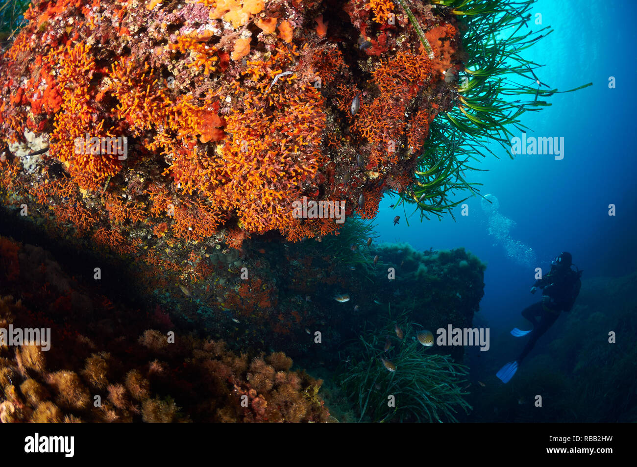 Subacqueo che guarda uno sbalzo subacqueo con falso corallo rosso (Myriapora truncata) nel Parco Naturale di Ses Salines (Formentera, Isole Baleari, Spagna) Foto Stock