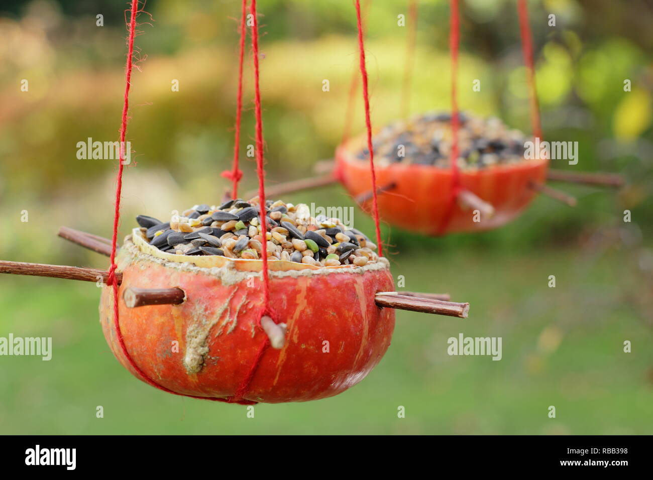 In casa la zucca bird feeder, incavate e riempito con semi, per l'alimentazione di uccelli da giardino, Ottobre, REGNO UNITO Foto Stock