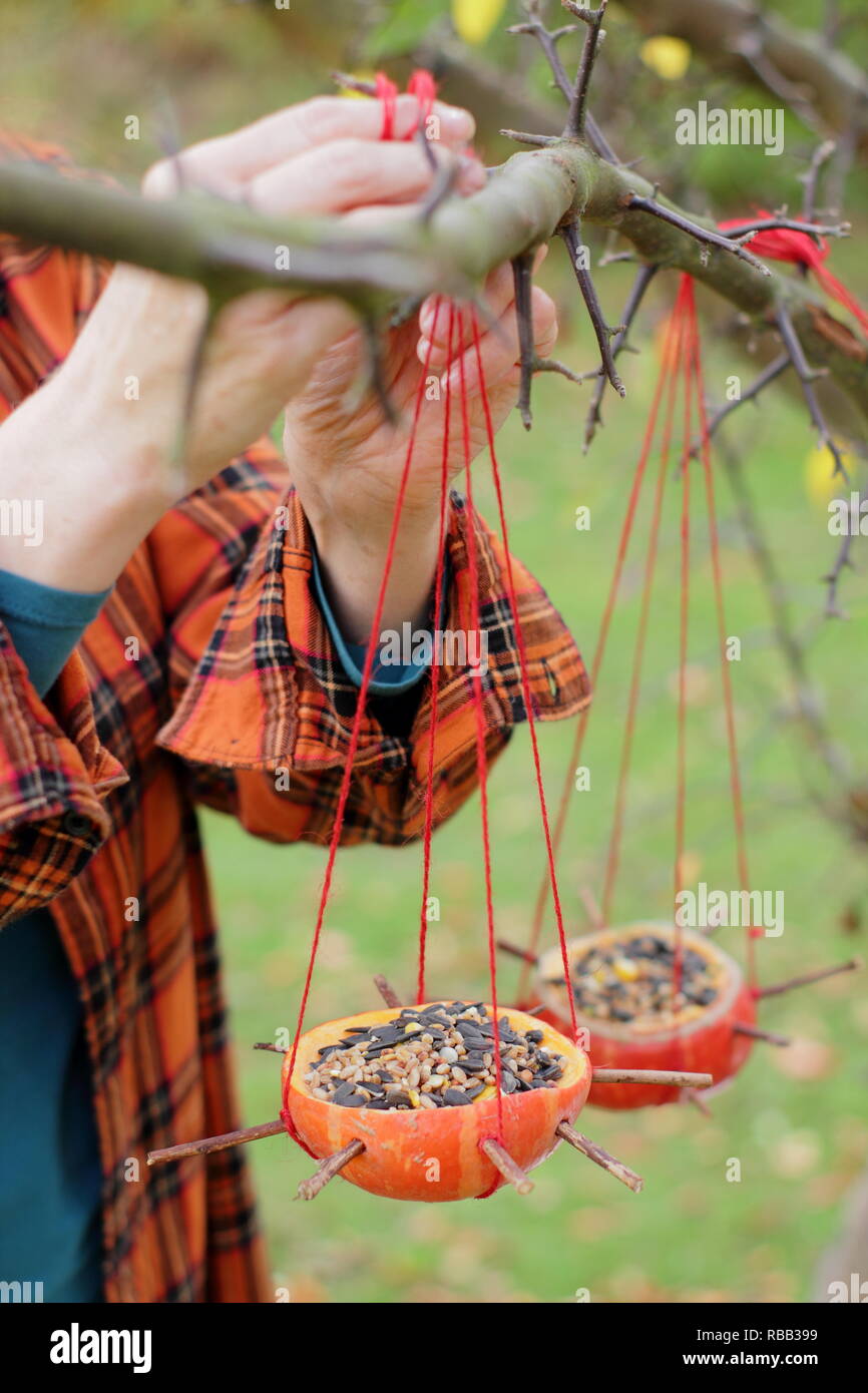La donna si blocca in casa la zucca bird feeder riempito con semi, Ottobre, REGNO UNITO Foto Stock