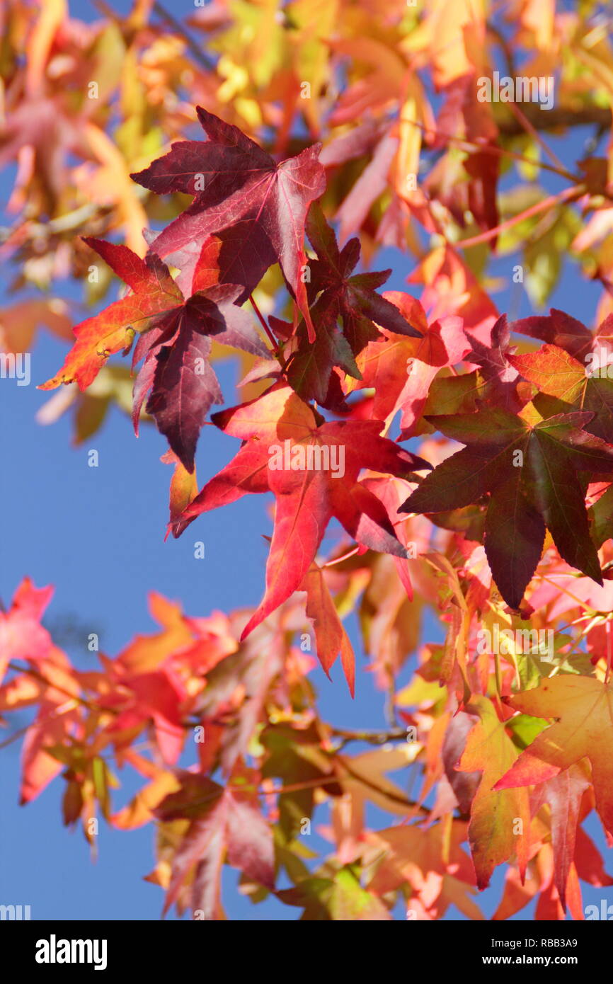 Licuidambar styraciflua. Vivace fogliame autunnale del dolce Gum tree in ottobre, REGNO UNITO Foto Stock