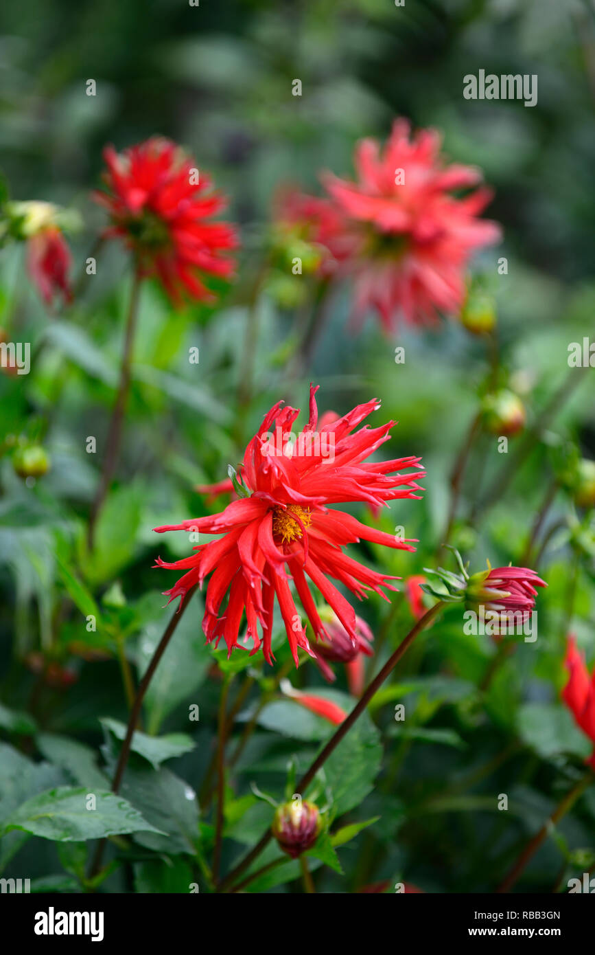 Dahlia hillcrest royal,rosso,scarlet,Magenta,dalie,cactus dahlia,,tropicale esotico,RM Floral Foto Stock