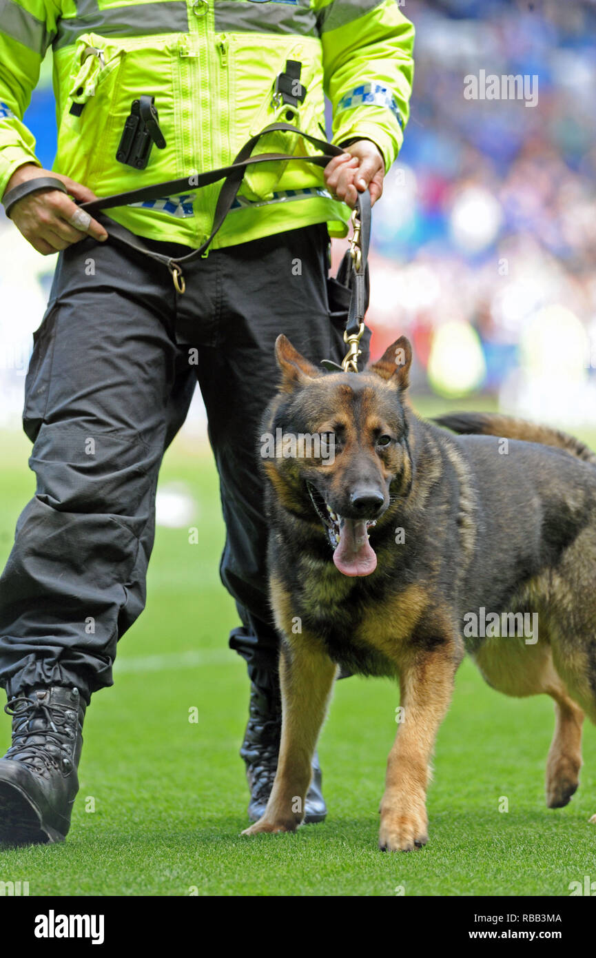 La polizia cane al guinzaglio. Foto Stock