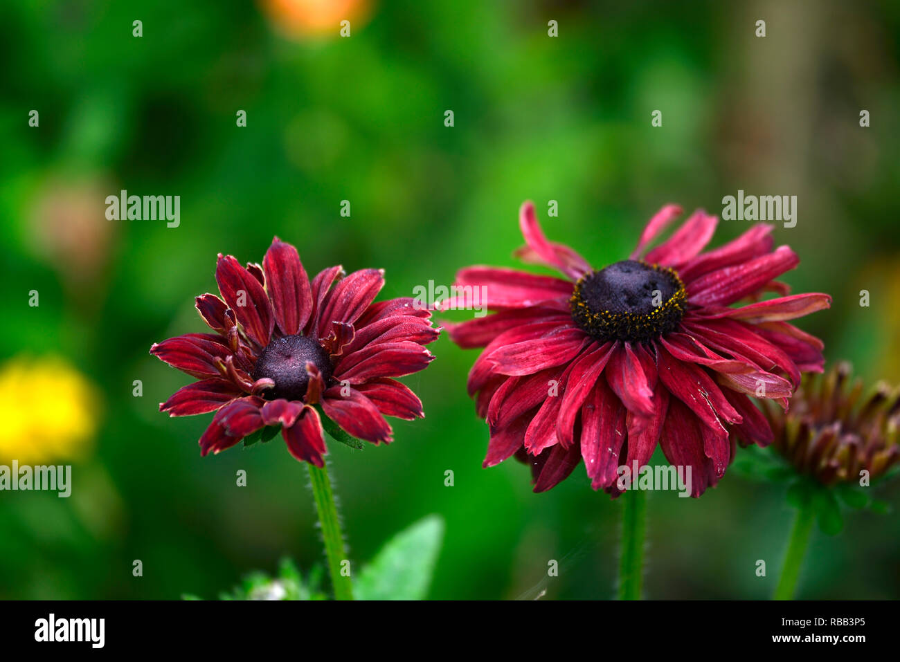 Rudbeckia hirta cherry brandy,,rosso cremisi di fiori, fiori,fioritura,perenne,mix,confine misti,combinazione,RM Floral Foto Stock