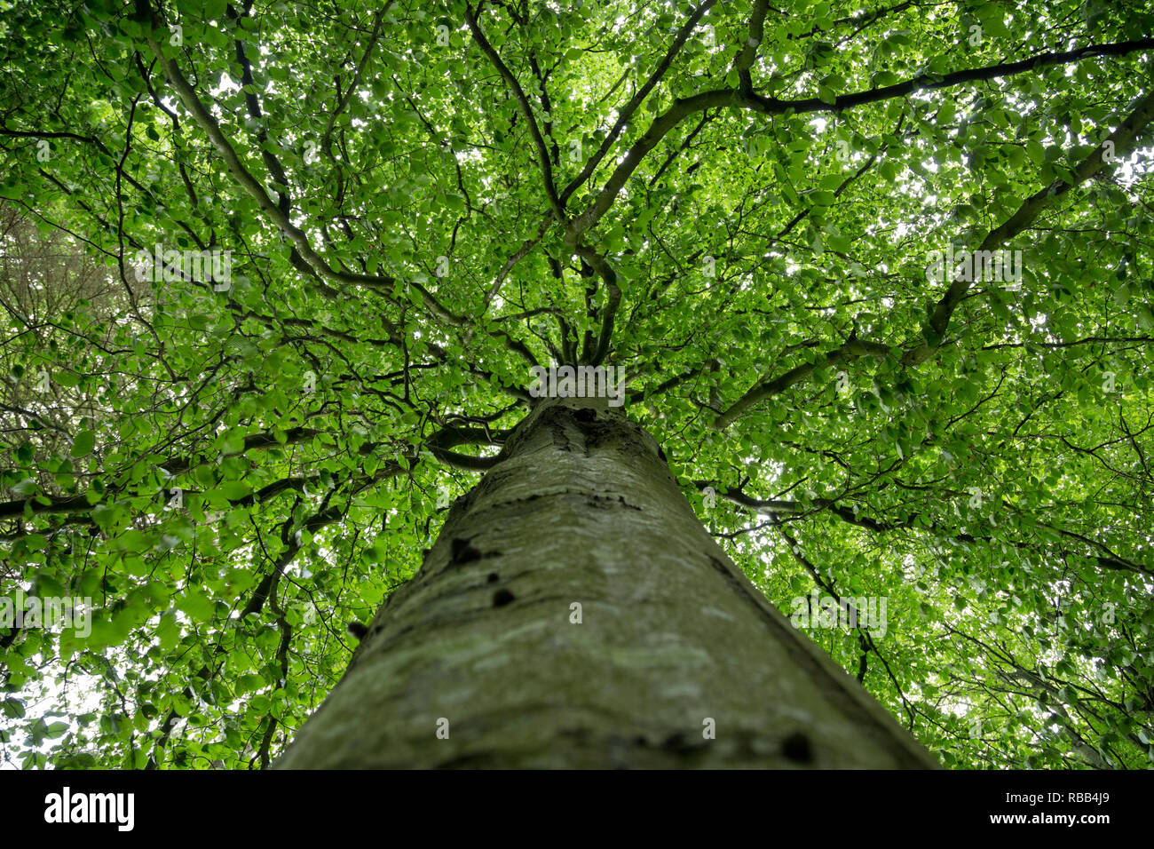 Foglie verdi sane su una tettoia dell'albero. Foto Stock