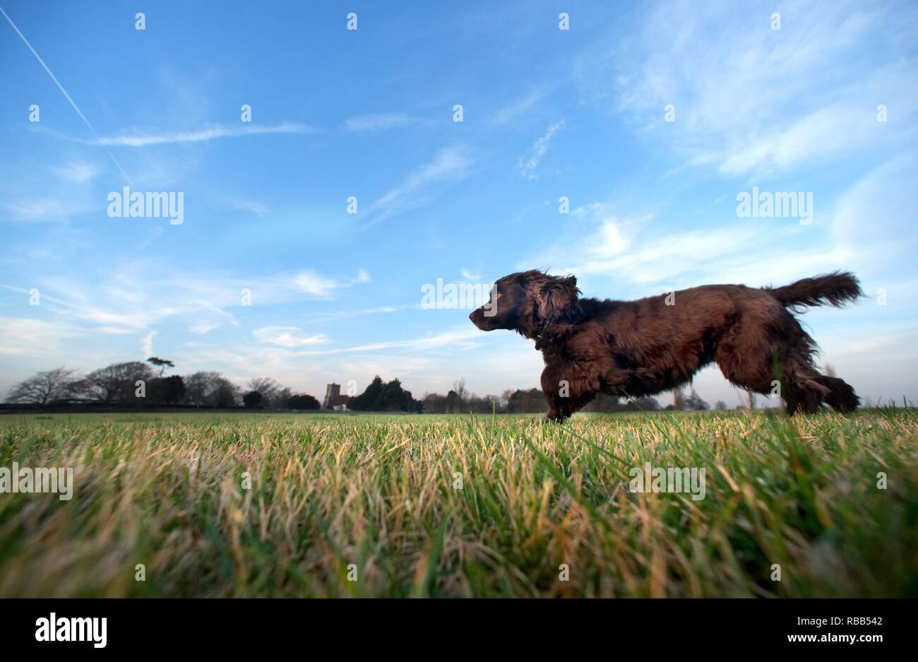 Cocker Spaniel in esecuzione attraverso la erba corta. Foto Stock