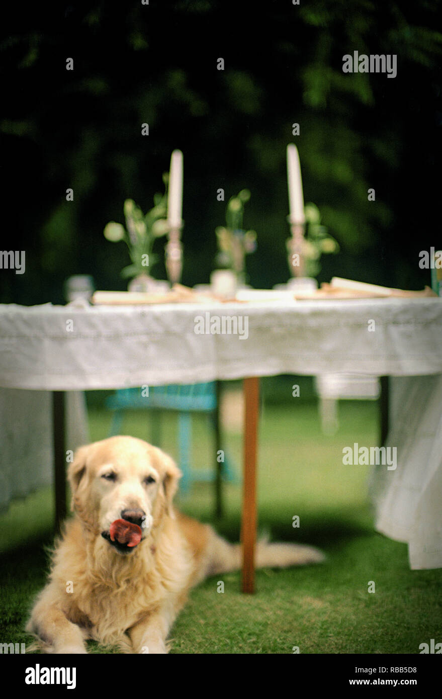 Cane che lo lambisce le labbra seduto sotto una tabella in un giardino. Foto Stock