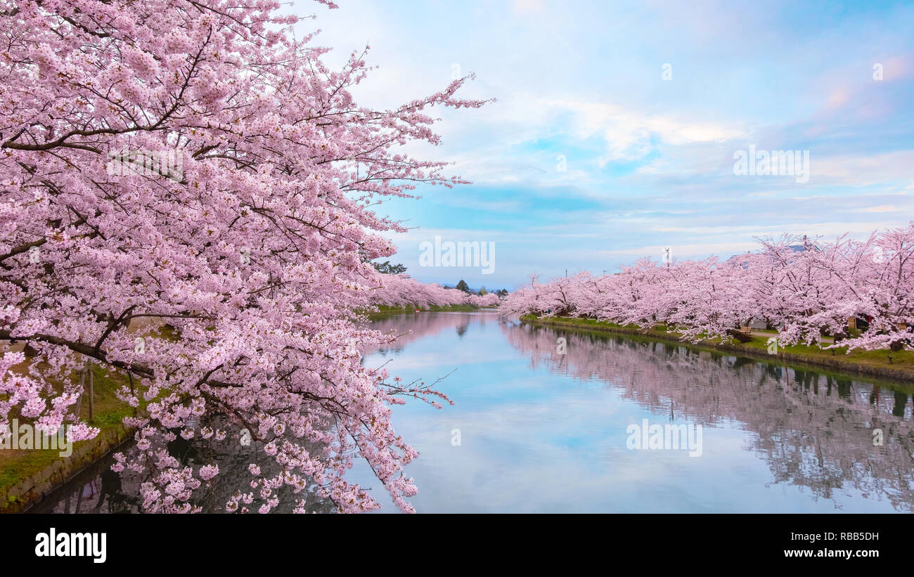 Hirosaki, Giappone - 23 Aprile 2018: piena fioritura Sakura - la fioritura  dei ciliegi a Hirosaki park, uno dei più belli sakura spot nella regione di  Tohoku e japa Foto stock - Alamy