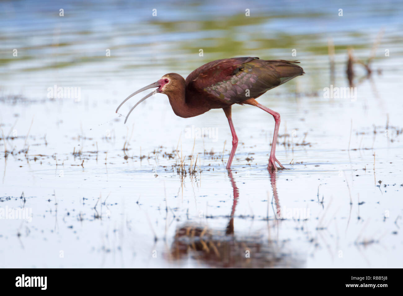 Vista laterale del bianco colorato di fronte ibis snacking a Frank lago vicino ad alta River, Alberta, Canada. Foto Stock