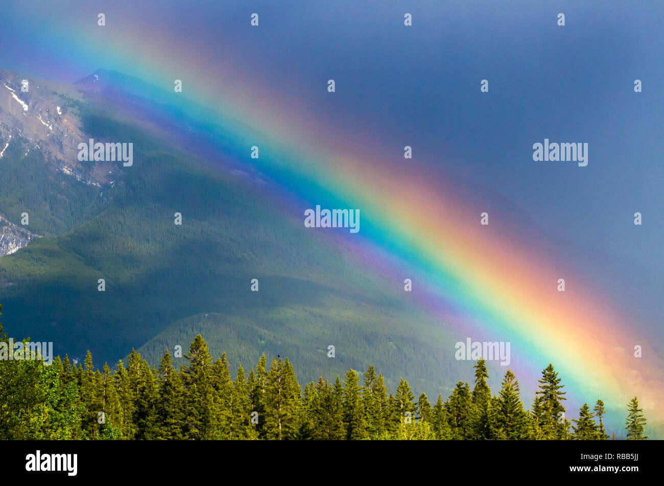 Rainbow riempie il cielo con la moltitudine di colori di cui sopra gli alberi e contro le montagne del Parco Nazionale di Banff, Alberta, Canada Foto Stock