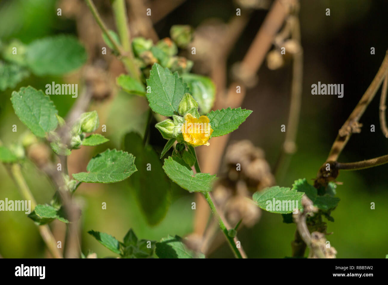 Flannel weed a.k.a. "Ilima (Sida cordifolia) - Isola di Pine Ridge Area Naturale, Davie, Florida, Stati Uniti d'America Foto Stock