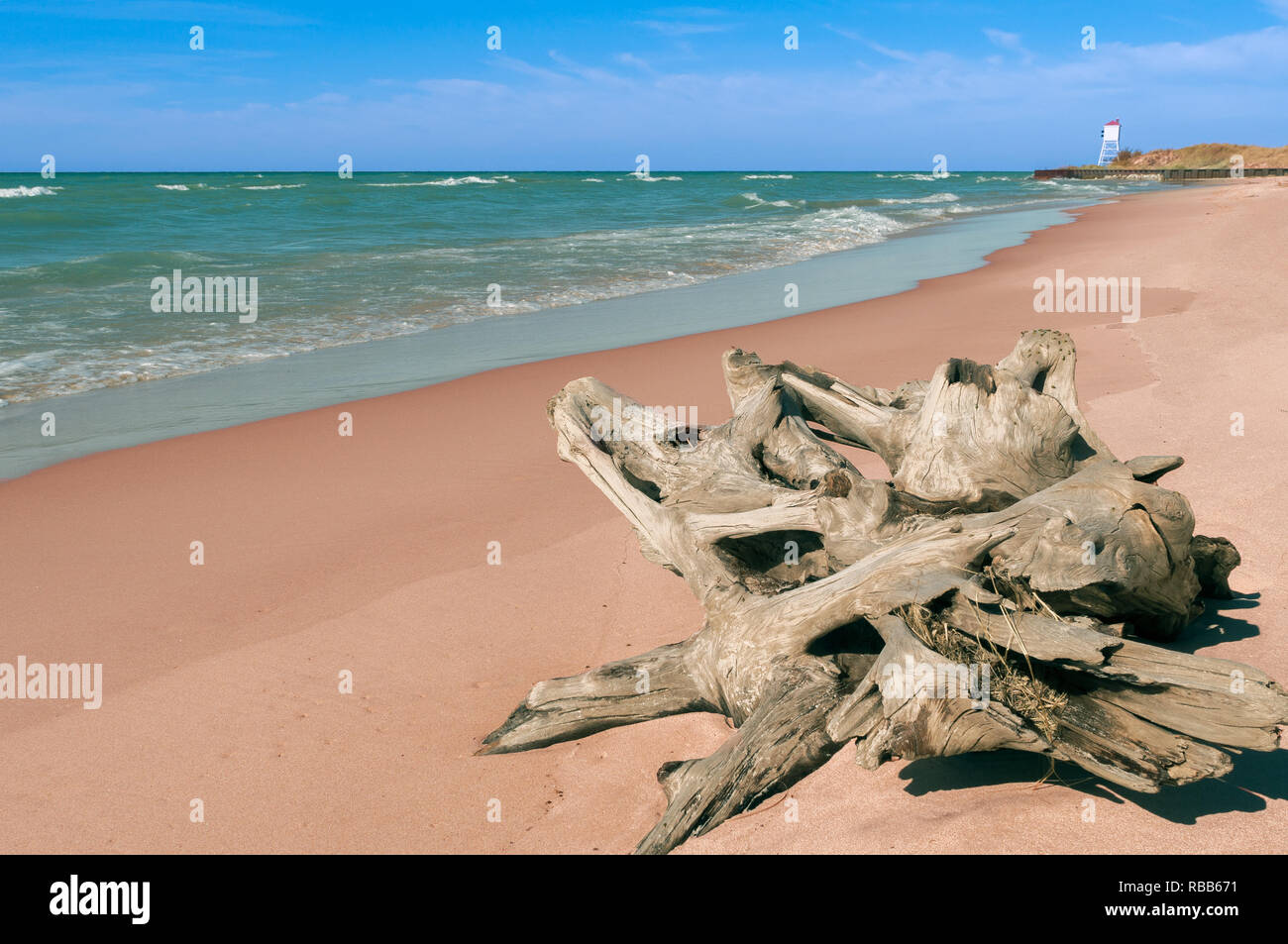 Driftwood vicino al Grande Sable Point Lighthouse Foto Stock