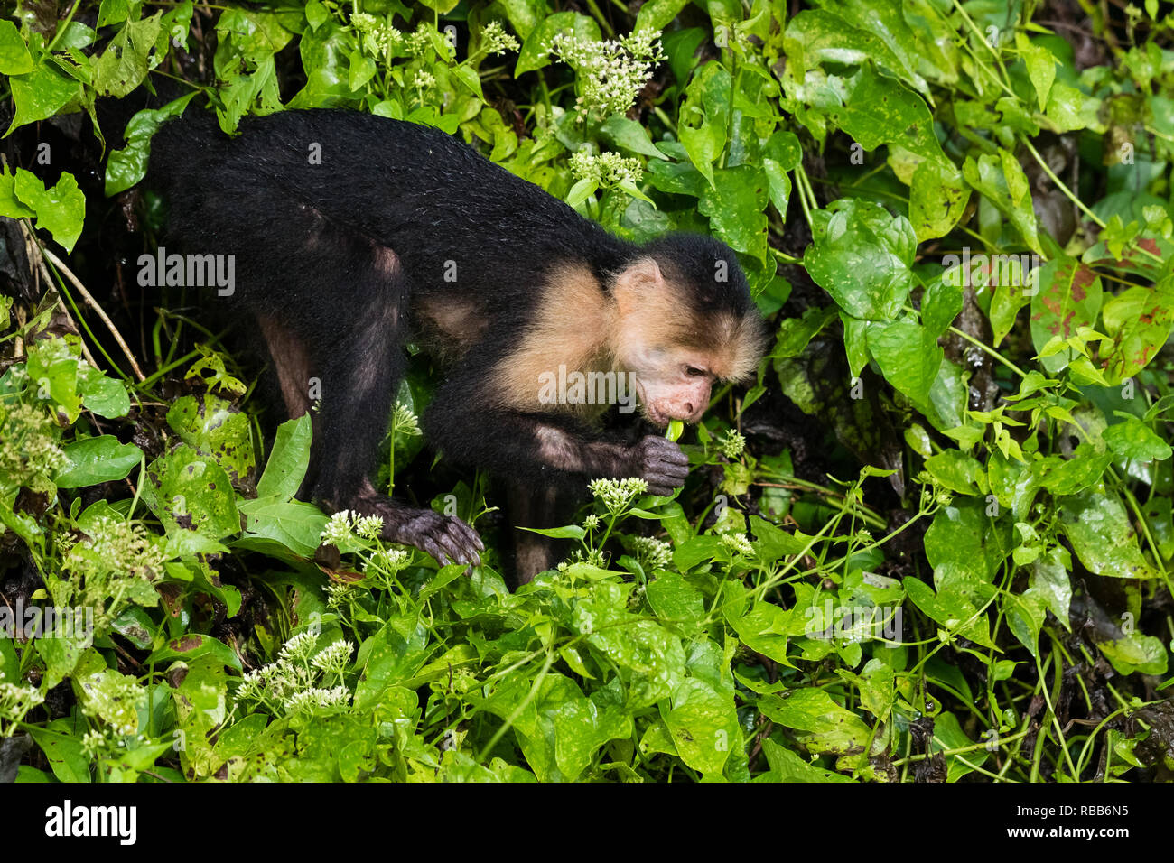 Bianco-faccia di scimmia cappuccino in alberi, Parco Nazionale di Tortuguero, Costa Rica Foto Stock