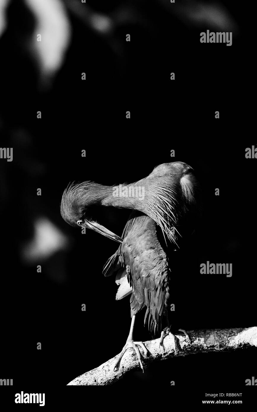 Piccolo airone cenerino, Parco Nazionale di Tortuguero, Costa Rica Foto Stock