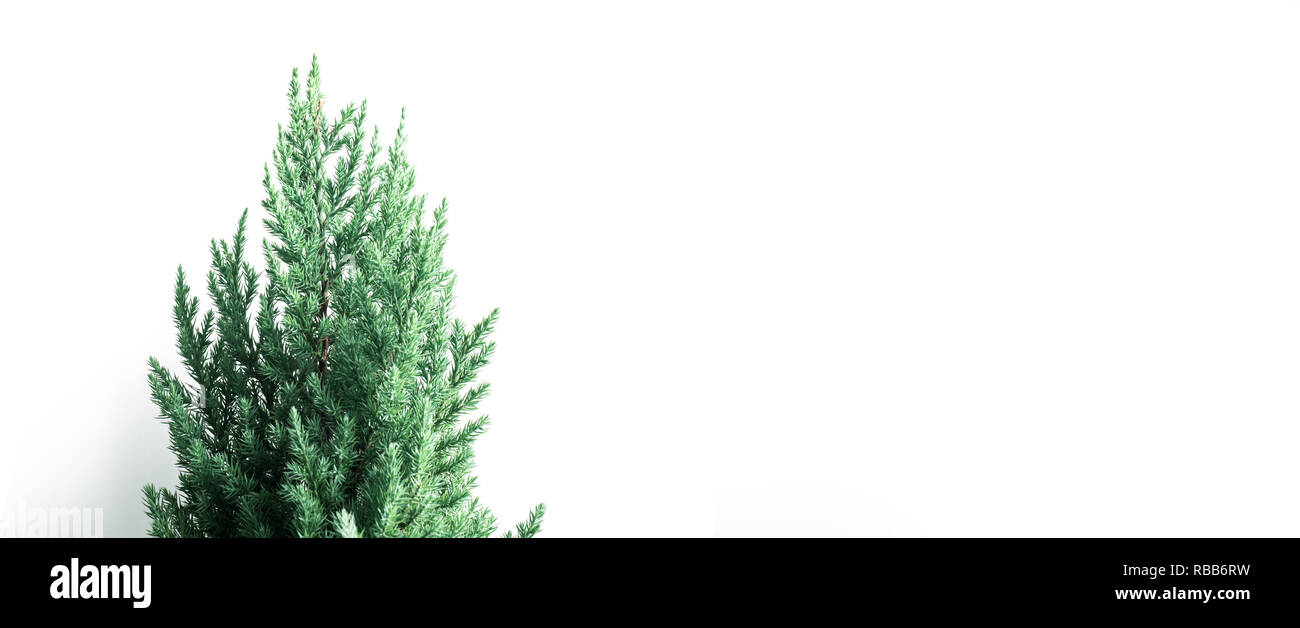 Carino pino su banner bianco dimensioni sfondo.Buon Natale e concetti d'inverno idee.Stile minimal Foto Stock