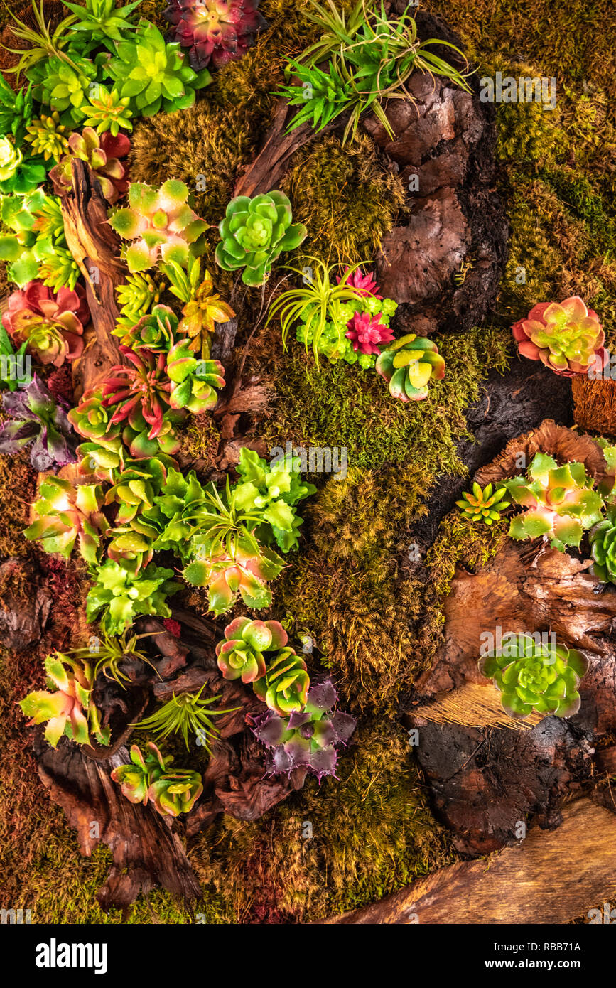 Muro vivente plantscape alla Spianata sulla Worth Avenue a Palm Beach, Florida. (USA) Foto Stock