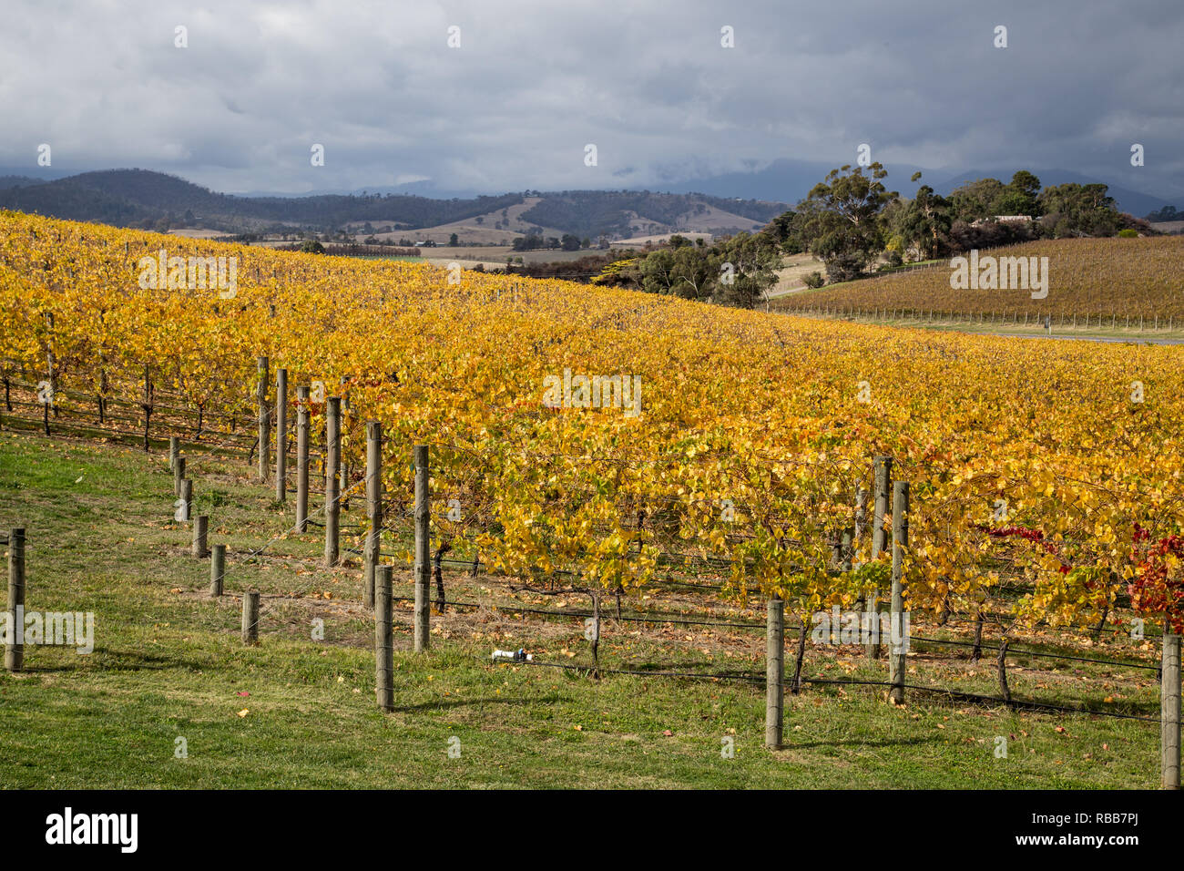 Balgownie Estate vigneto in Victoria, Australia Foto Stock