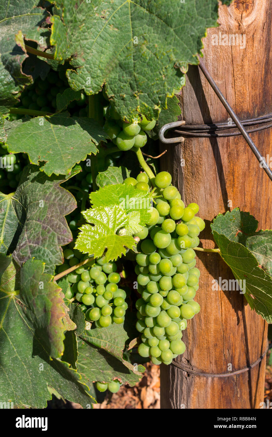 Verde giovane uve sul vitigno accanto a uva palo da recinzione Foto Stock