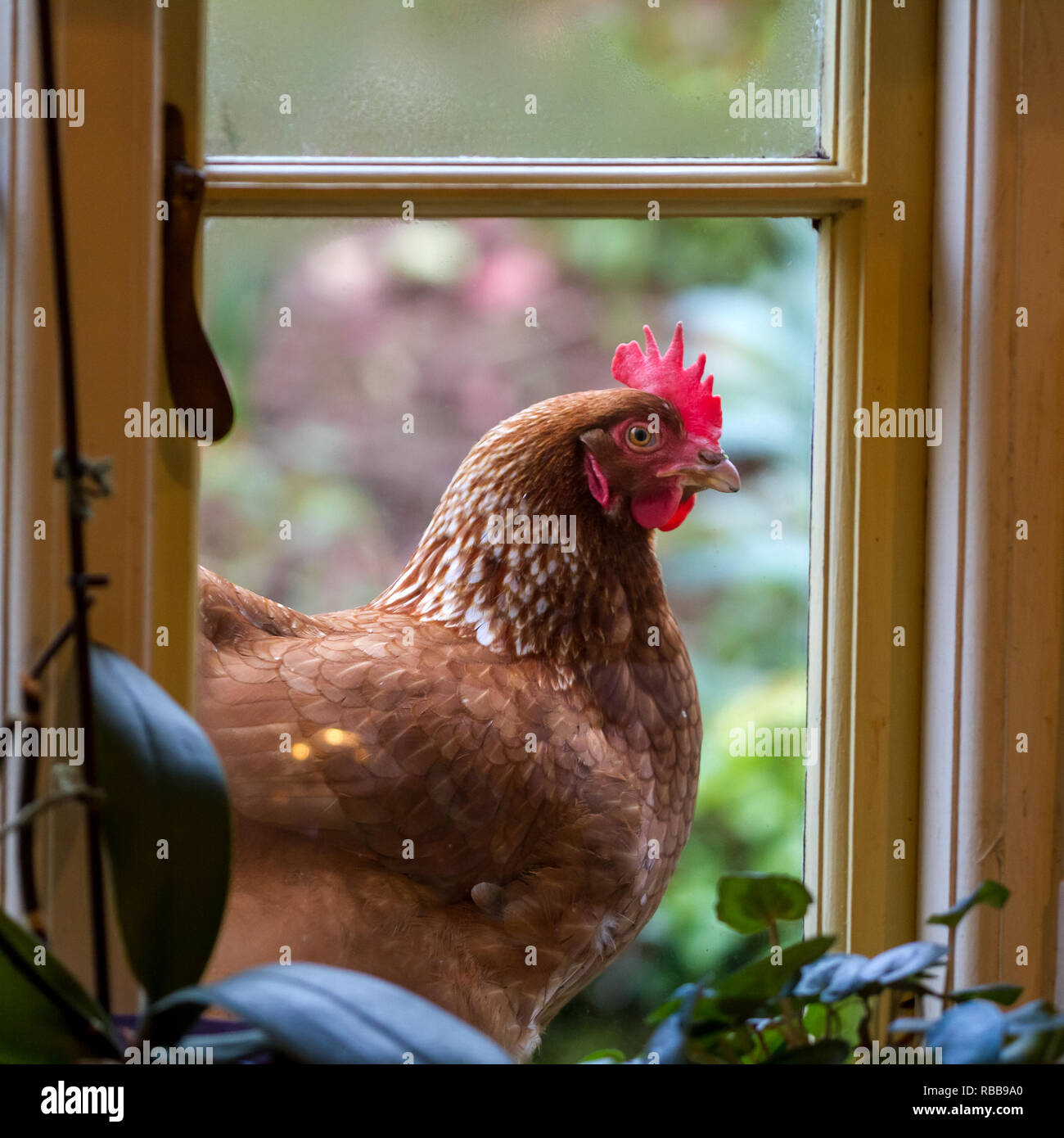 Pollo alla finestra. Foto Stock