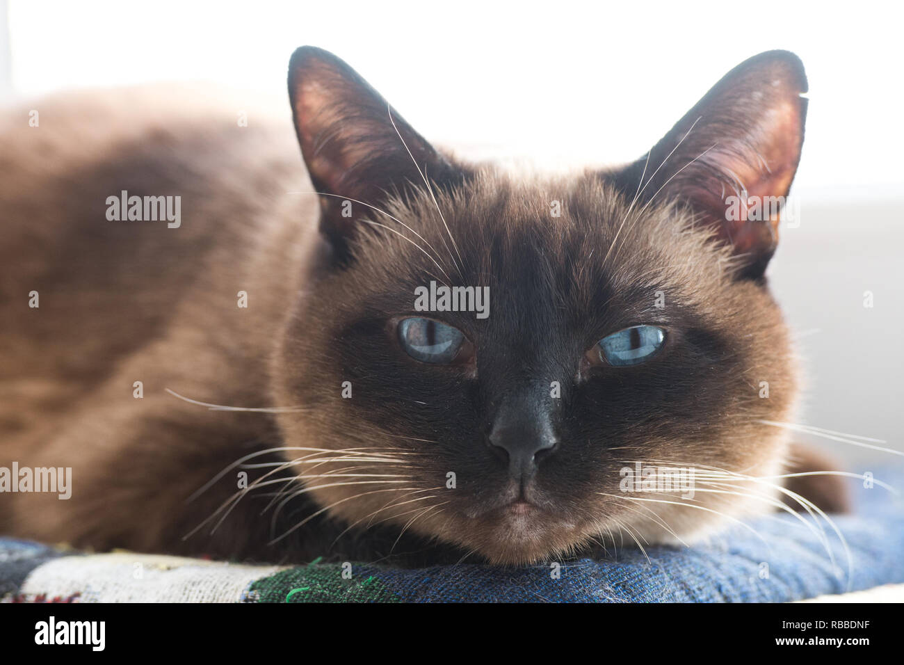 Ritratto del gatto siamese gatto. Gli occhi blu di un gatto Foto Stock