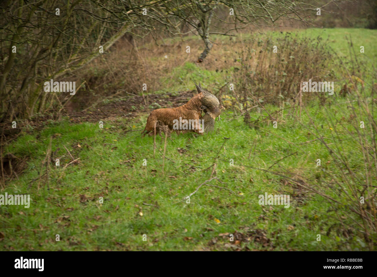 Brown spaniel fagiano di recupero sotto la pioggia a un fagiano sparare a Hereford in Inghilterra Foto Stock