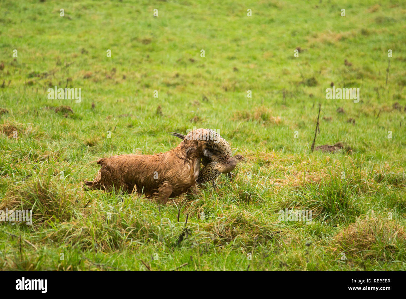 Spaniel il recupero di un fagiano su un fagiano shoot giorno , Marrone spaniel, fagiano shoot stagione Foto Stock