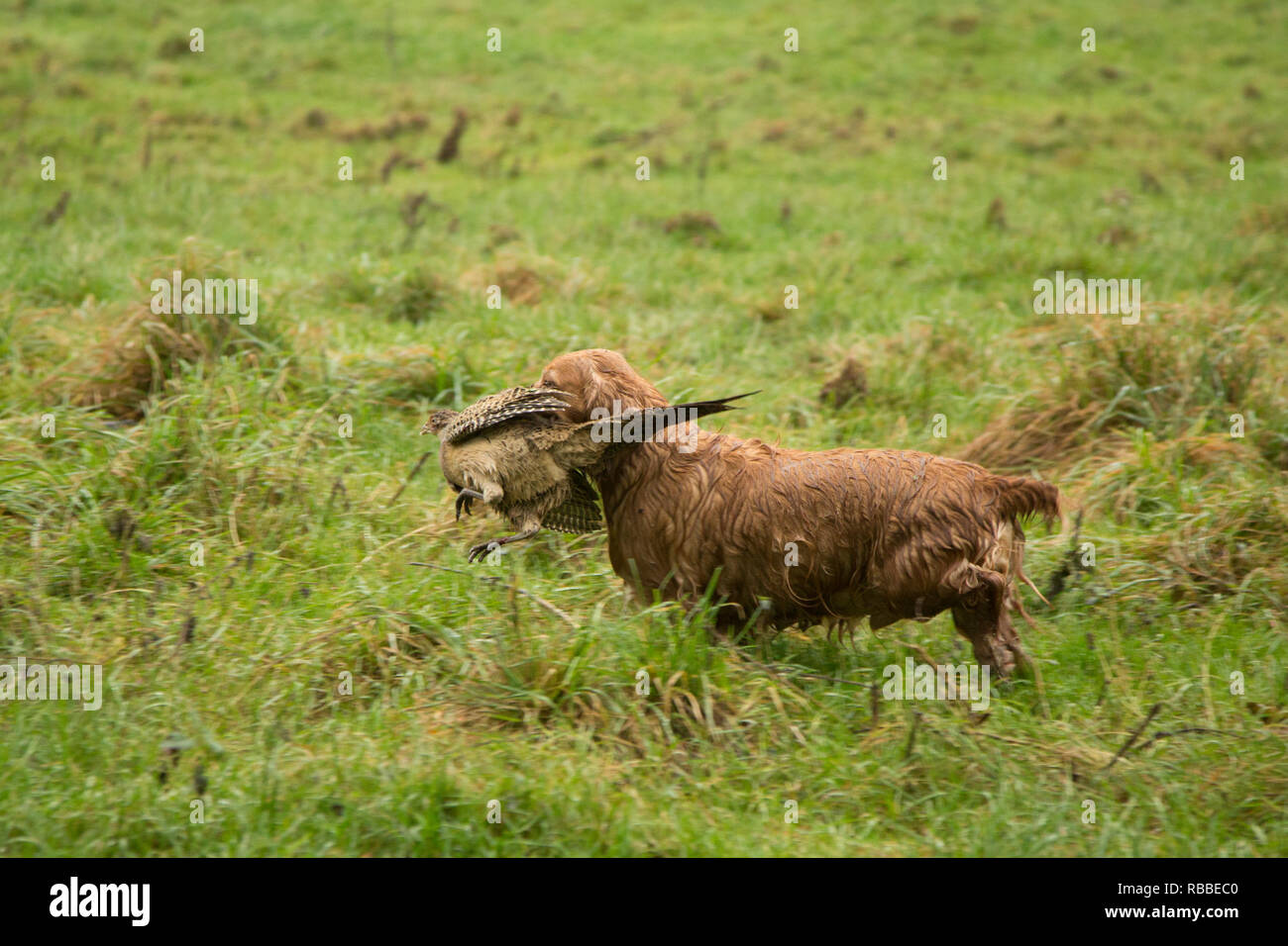 Spaniel il recupero di un fagiano su un fagiano shoot giorno , Marrone spaniel, fagiano shoot stagione Foto Stock
