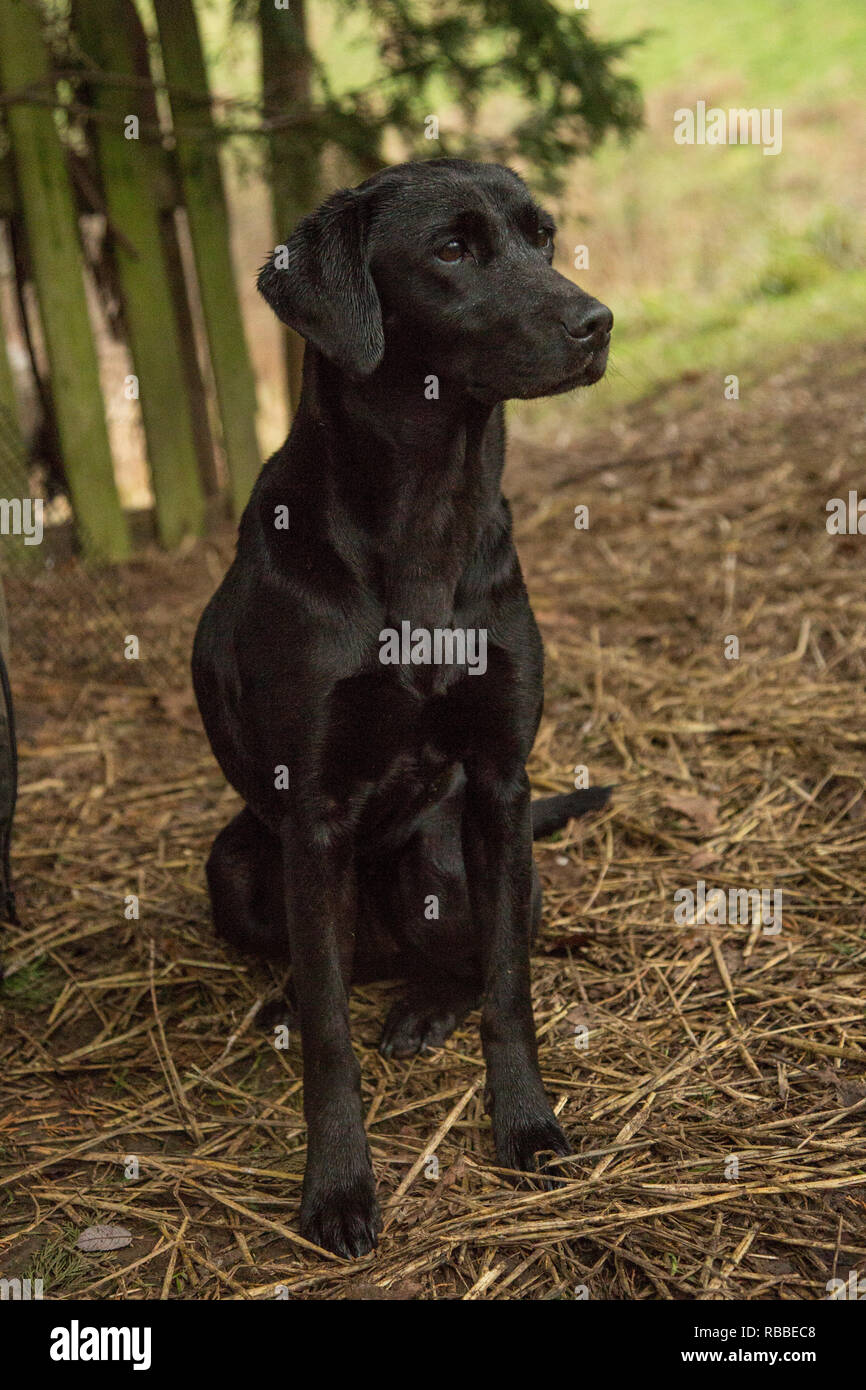 Il Labrador nero cane da lavoro al di fuori di un fagiano shoot, nero labrador ritratto Foto Stock