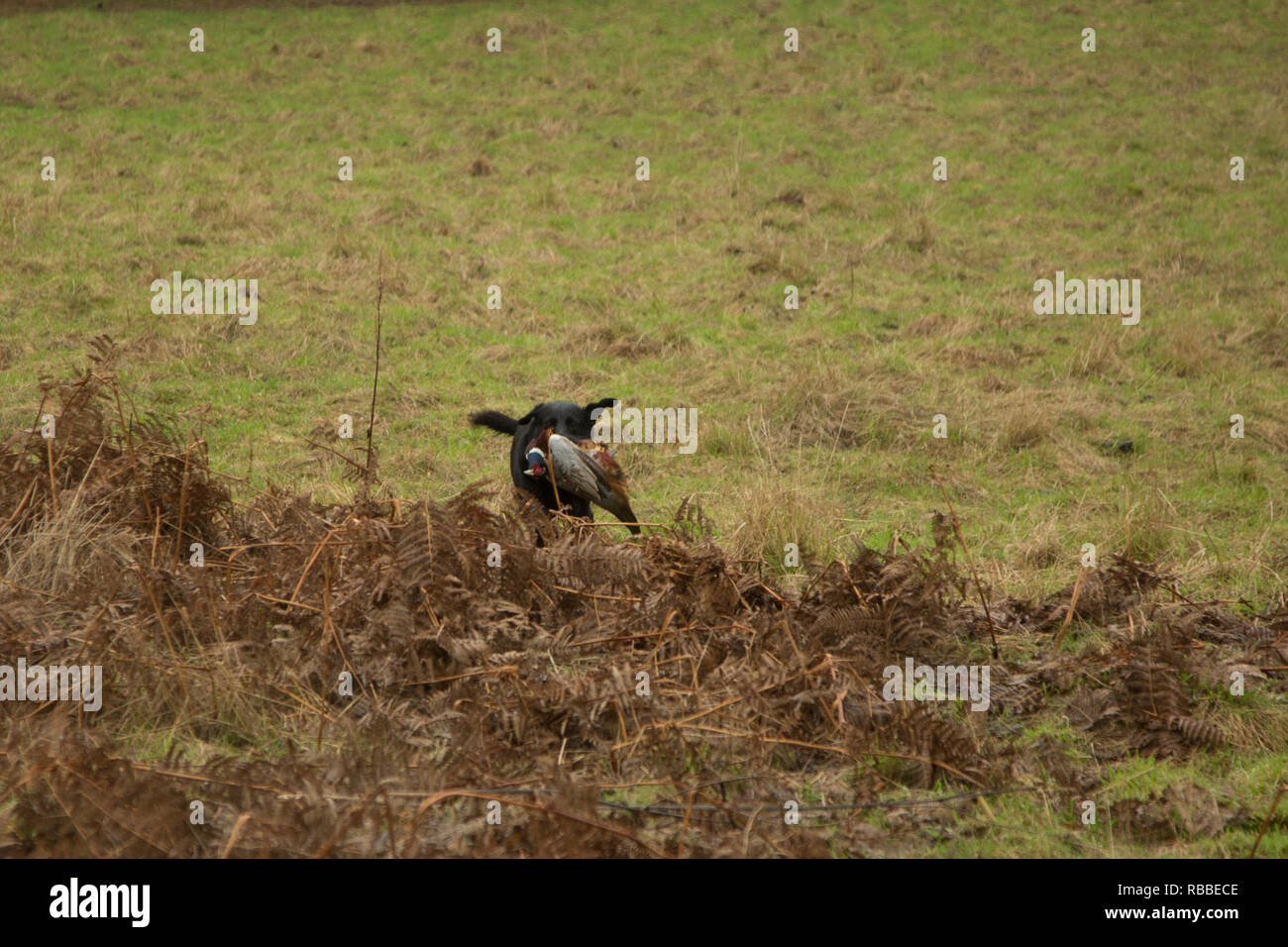 Il Labrador nero il recupero di un fagiano su una giornata di riprese, marcia indietro per il suo proprietario attraverso il terreno ruvido con un tiro di fagiano Foto Stock