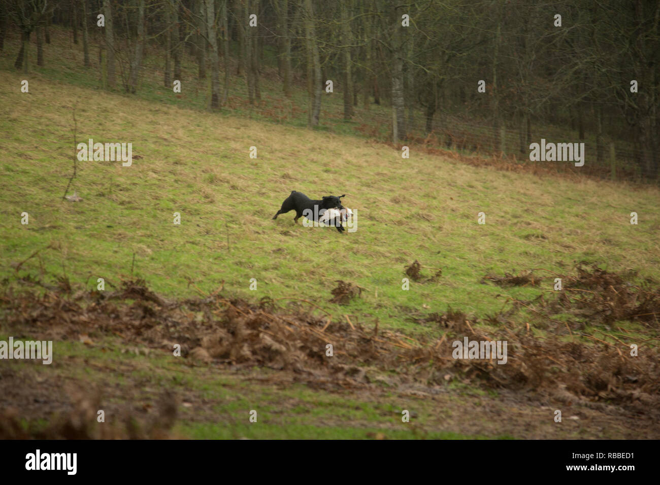 Il Labrador nero il recupero di un fagiano su una giornata di riprese, marcia indietro per il suo proprietario attraverso il terreno irregolare Foto Stock