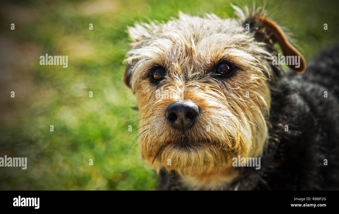 Terrier dog face ritratto Foto Stock