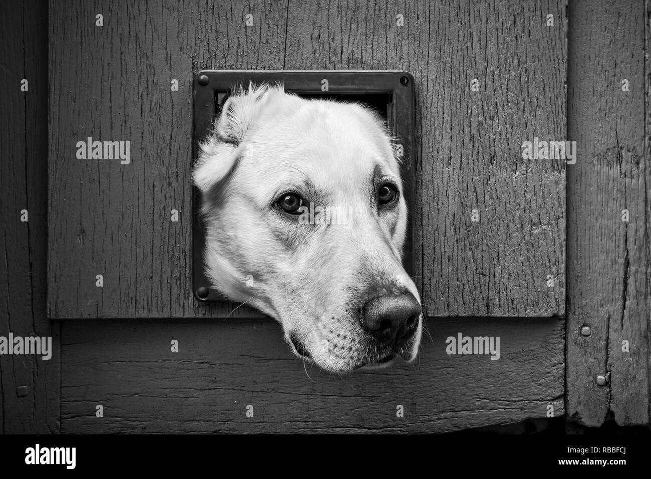 Testa di cani attraverso il parzializzatore cat - bianco e nero, formato orizzontale Foto Stock