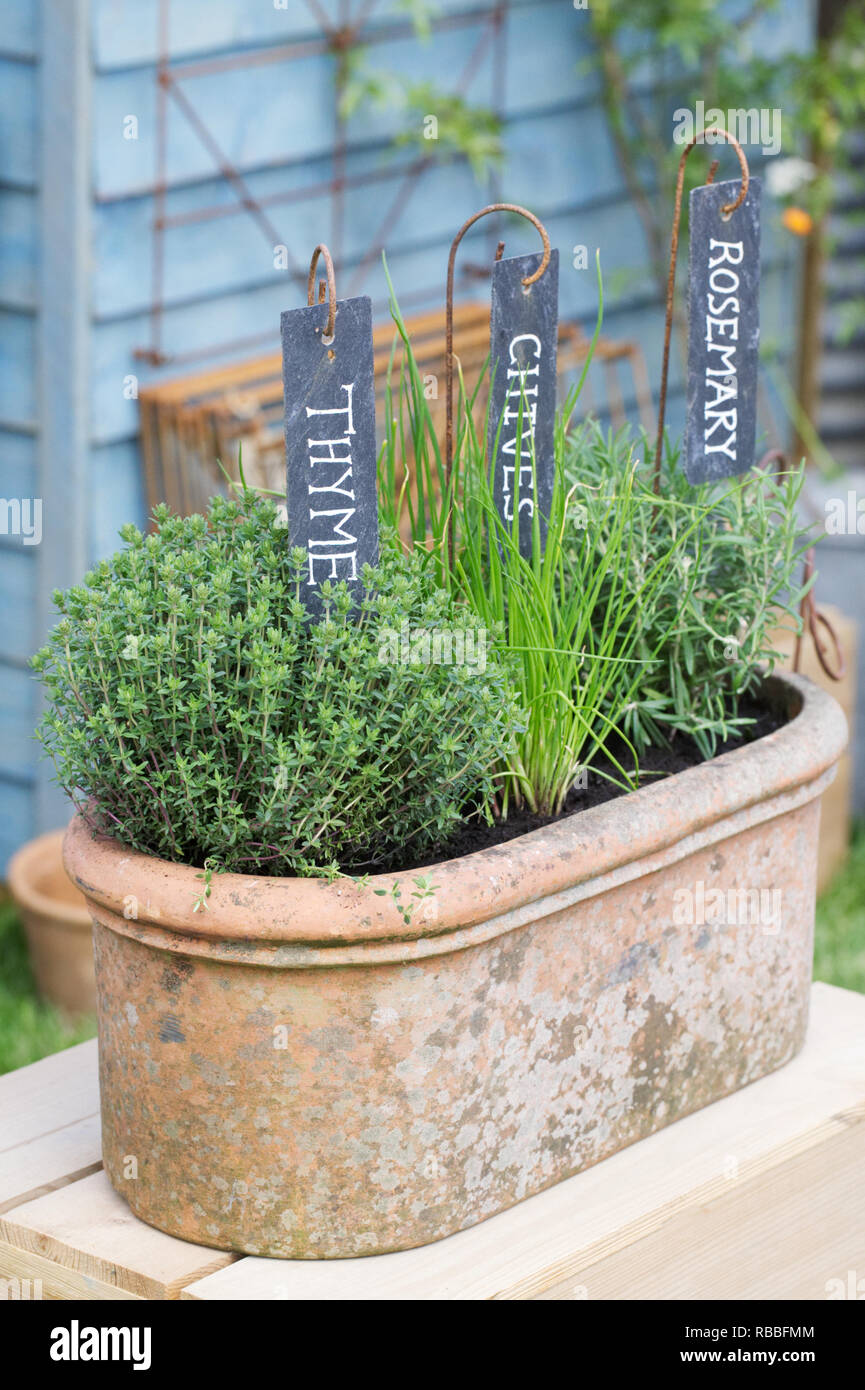 Il timo, l'erba cipollina e rosmarino in una pentola di terracotta. Foto Stock