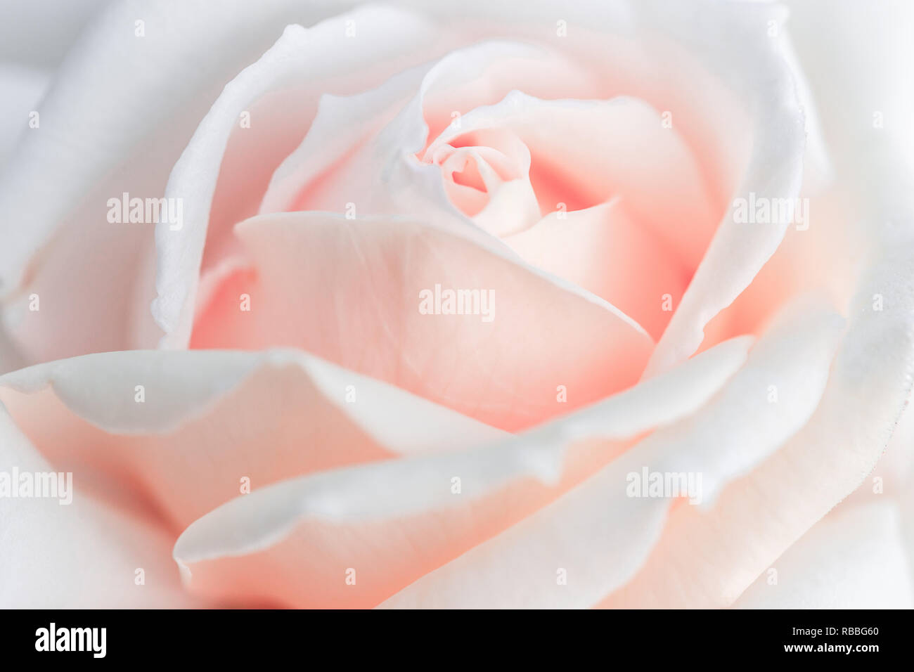 Sfocatura non focalizzato i petali di rose, abstract sfondo romance, pastello soffice e scheda di fiori Foto Stock
