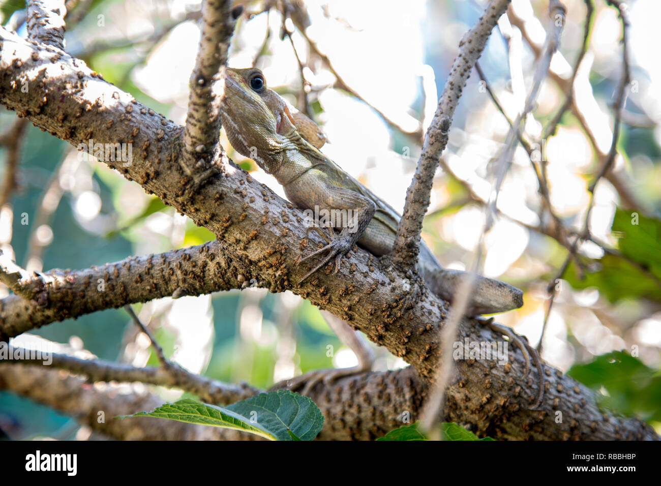 Tenguereche, Basiliscus vittatus Foto Stock
