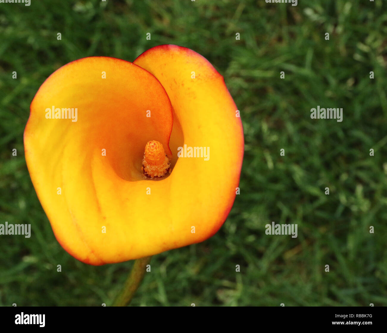 Orange tromba fiore foglia. La pianta è una pianta di Calla Lily Festival. Foto Stock