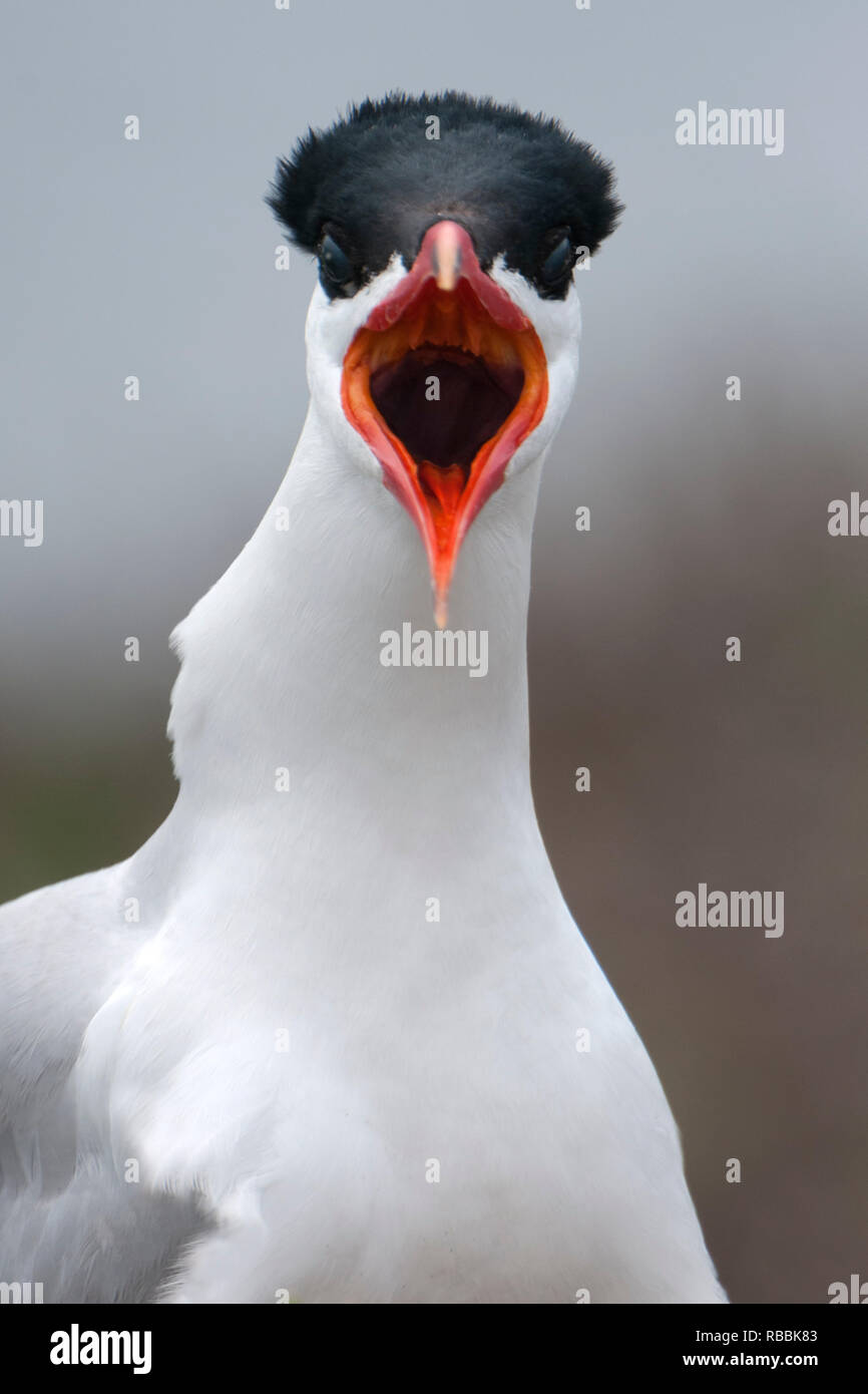 Caspian tern hydroprogne caspia verticale con la bocca aperta rivolta verso la parte anteriore penguin island Australia occidentale Foto Stock