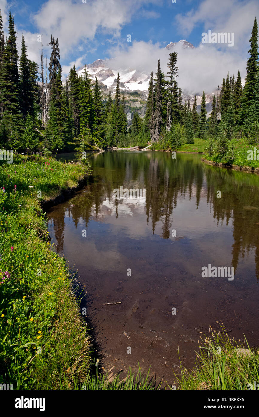 WASHINGTON - Mount Rainier riflessa nelle acque poco profonde dello specchio del lago si trova nei pressi di Indian Henry terreno di caccia in Mount Rainier National Park. Foto Stock
