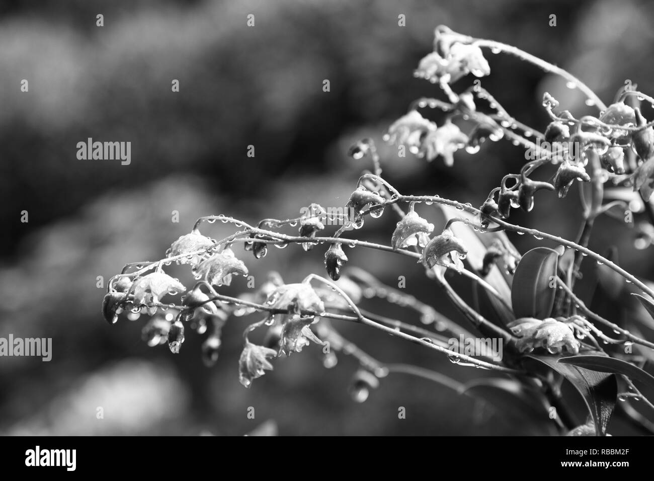 Piccole orchidee con gocce di pioggia, in bianco e nero Foto Stock