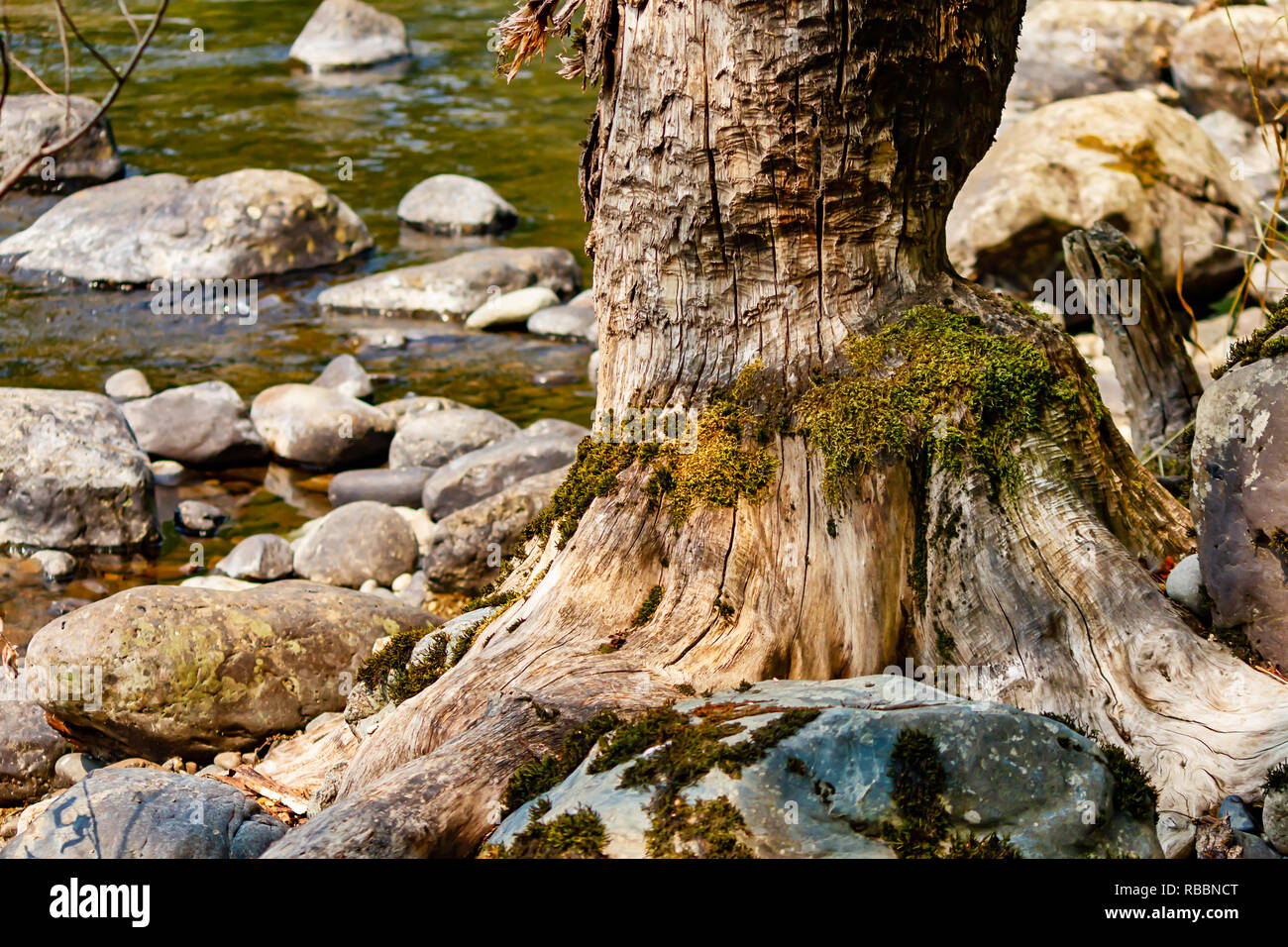 Teethmarks da beaver sinistra sul tronco di albero in prossimità di acqua di fiume e pietroso litorale Foto Stock
