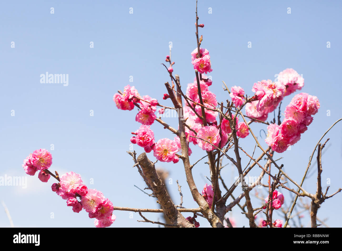 Piccola rosa sbocciare fiorito contro l azzurro del cielo di primavera in Giappone Foto Stock