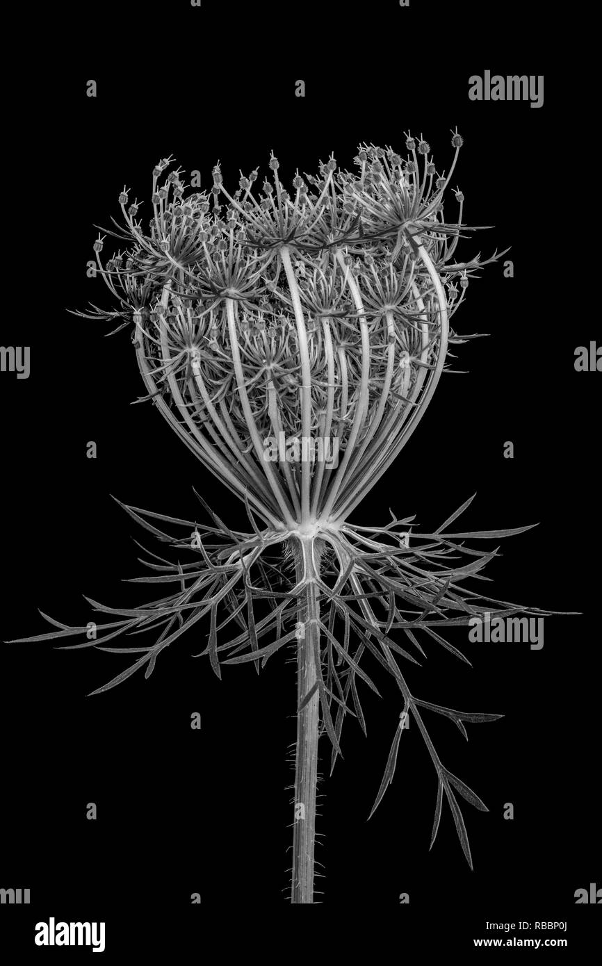 Monocromatico arte still life macro di un singolo isolato selvatico / carota Daucus carota /Bird's Nest blossom circa alla fioritura,struttura frattale,black back Foto Stock