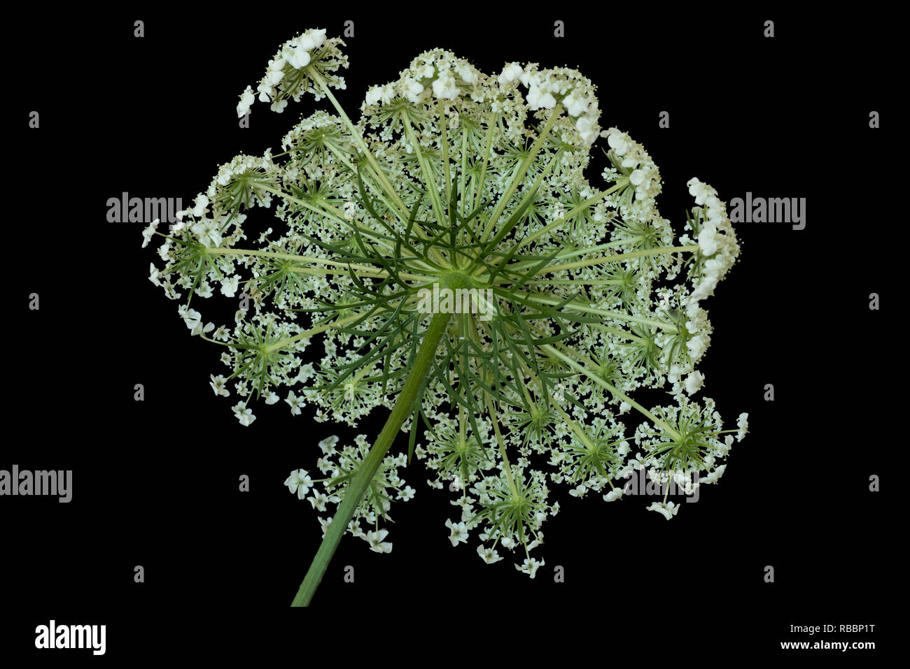Colore arte still life macro di un retro di un singolo isolato verde bianco wild / carota Daucus carota blossom,struttura frattale,sfondo nero Foto Stock
