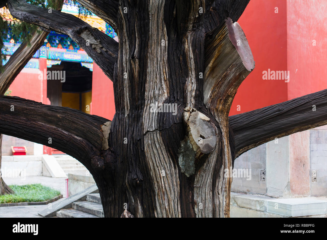 Pechino / Cina - Settembre 2016: un vecchio albero sulla zona di Pechino il Tempio di Confucio. Foto Stock