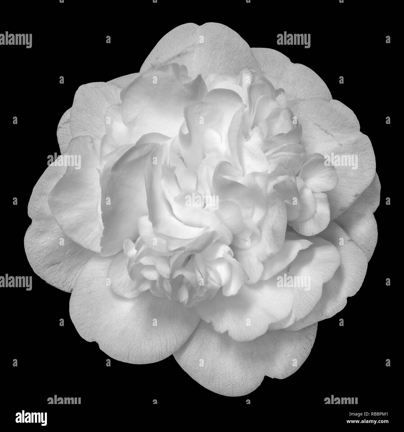 Arte still life floreali monocromatiche luminose blossom macro ritratto di un singolo isolato bianco completamente aperto blooming camellia blossom sul retro nero Foto Stock