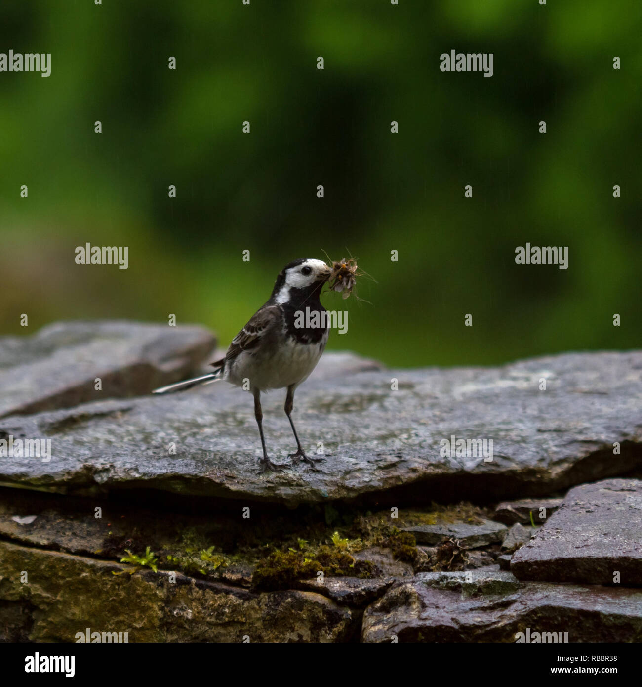 Pied Wagtail con cibo per nidificare. Foto Stock