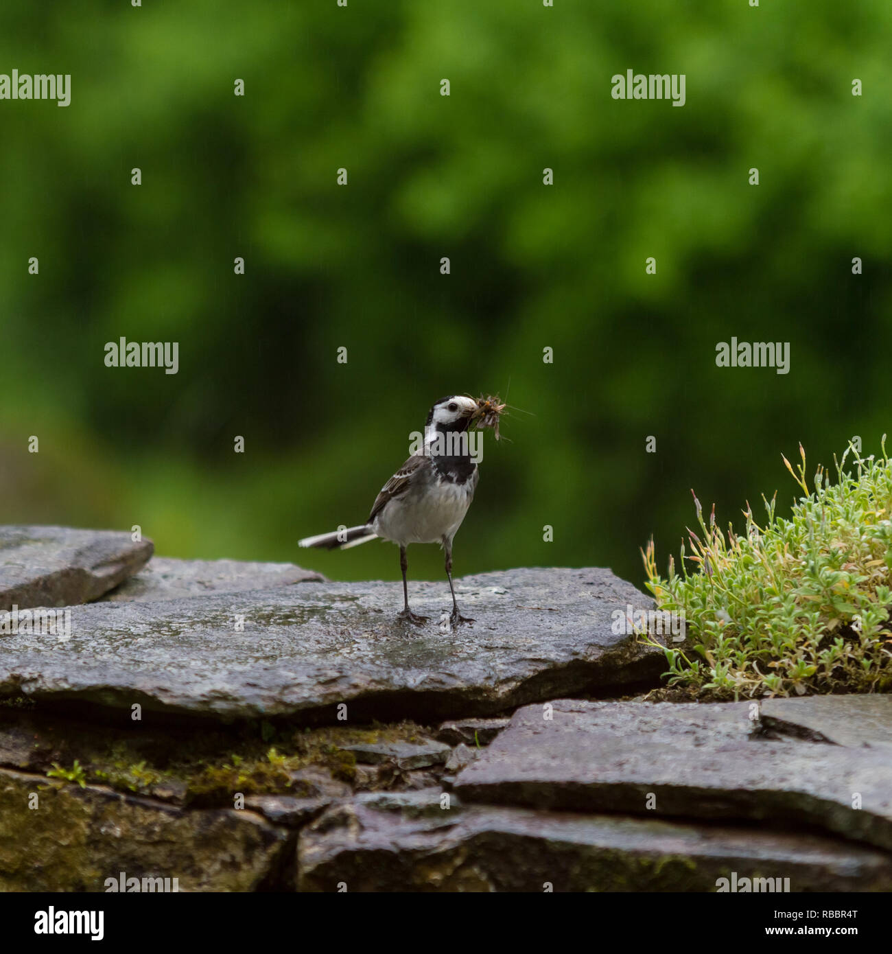 Wagtail sotto la pioggia. Foto Stock