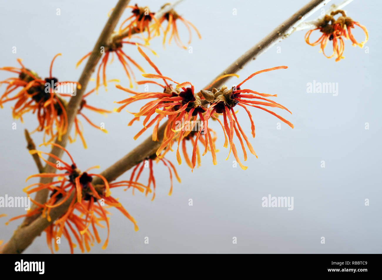 Arancione fioritura amamelide branch, pianta medicinale Hamamelis contro uno sfondo grigio con spazio copia selezionata, focus, profondità di campo ridotta Foto Stock