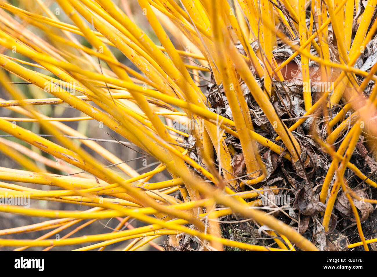 Close up di un pollarded willow tree Foto Stock