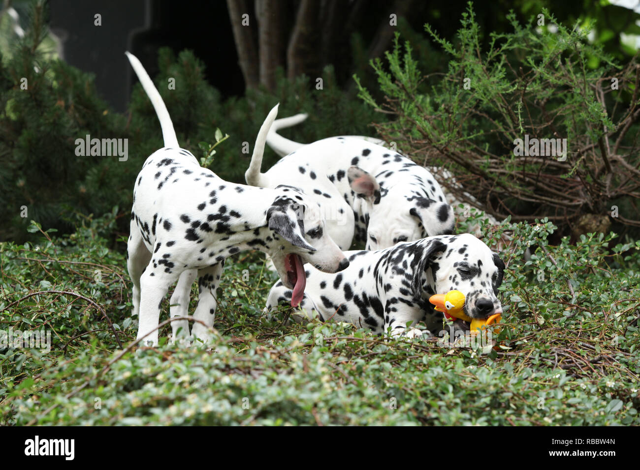 Splendidi cuccioli dalmata giocare in giardino Foto Stock