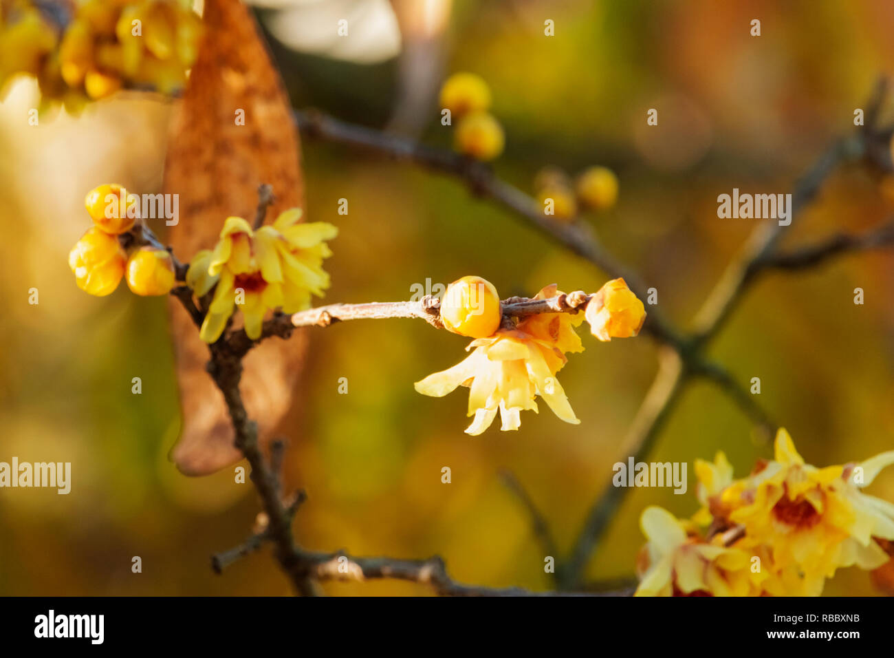 Impressionante wintersweet giallo fiori close-up ,i colori autunnali in giardino Foto Stock